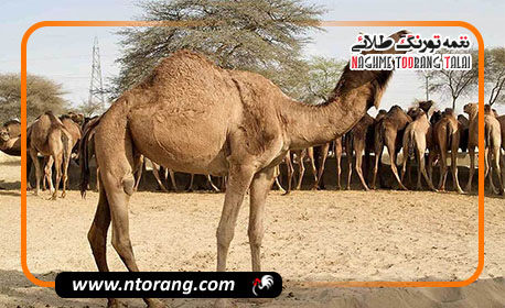 سیستان و بلوچستان، پیشتاز در ایجاد الگوی ملی پرورش شتر